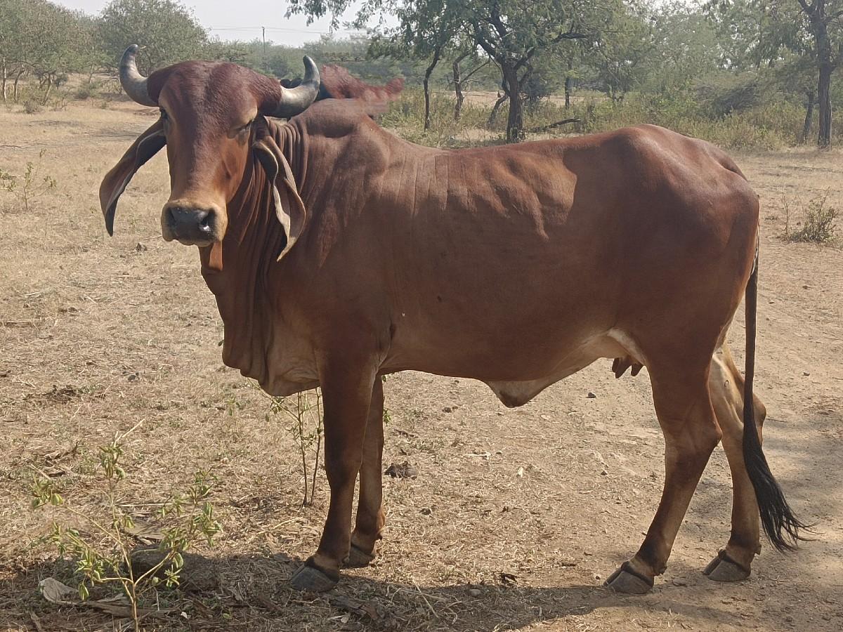 ગીર હોડકી વેચવાની છે.