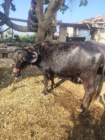 માથારી ભેસ