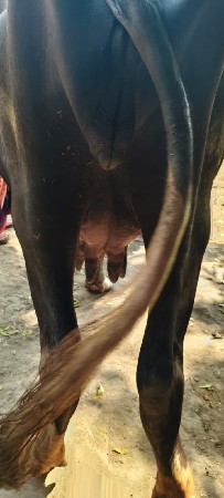 ભેંસ વેચવાની છે