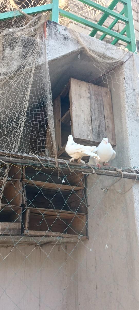 थंबनेल 2