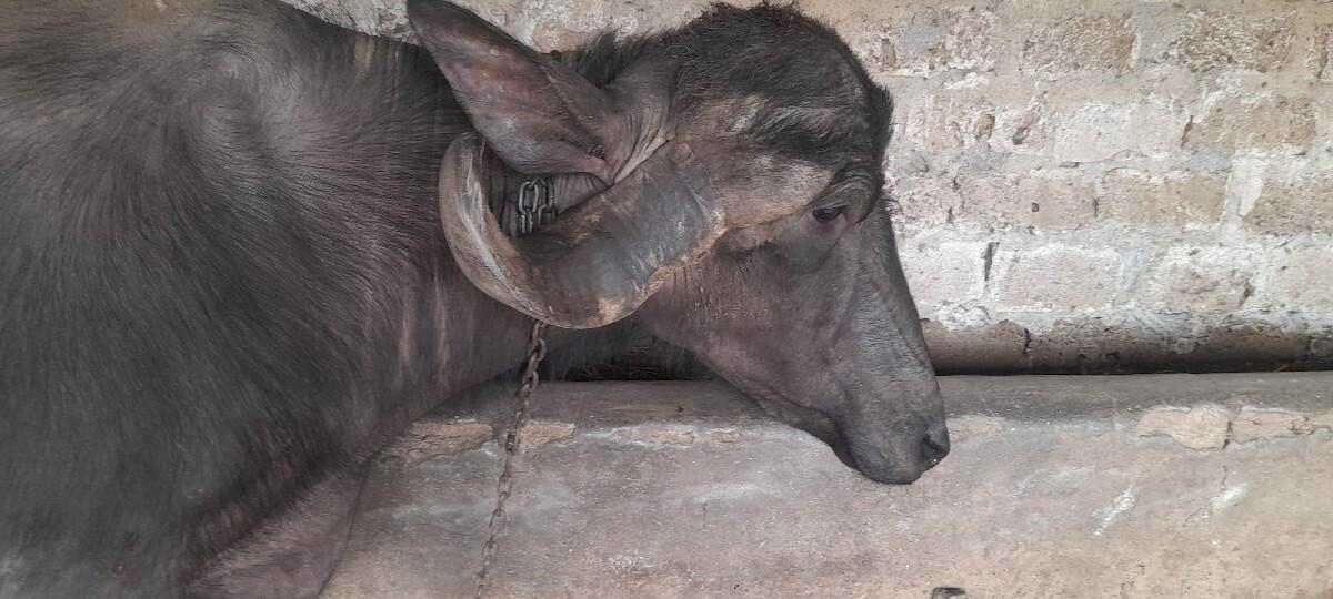 थंबनेल 2