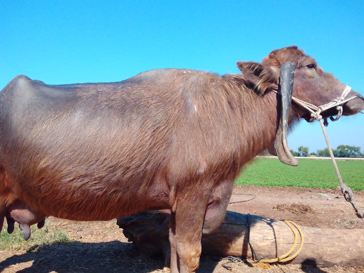 ભેસ.વેચવાની.છે