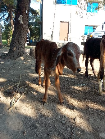 થંબનેલ 3