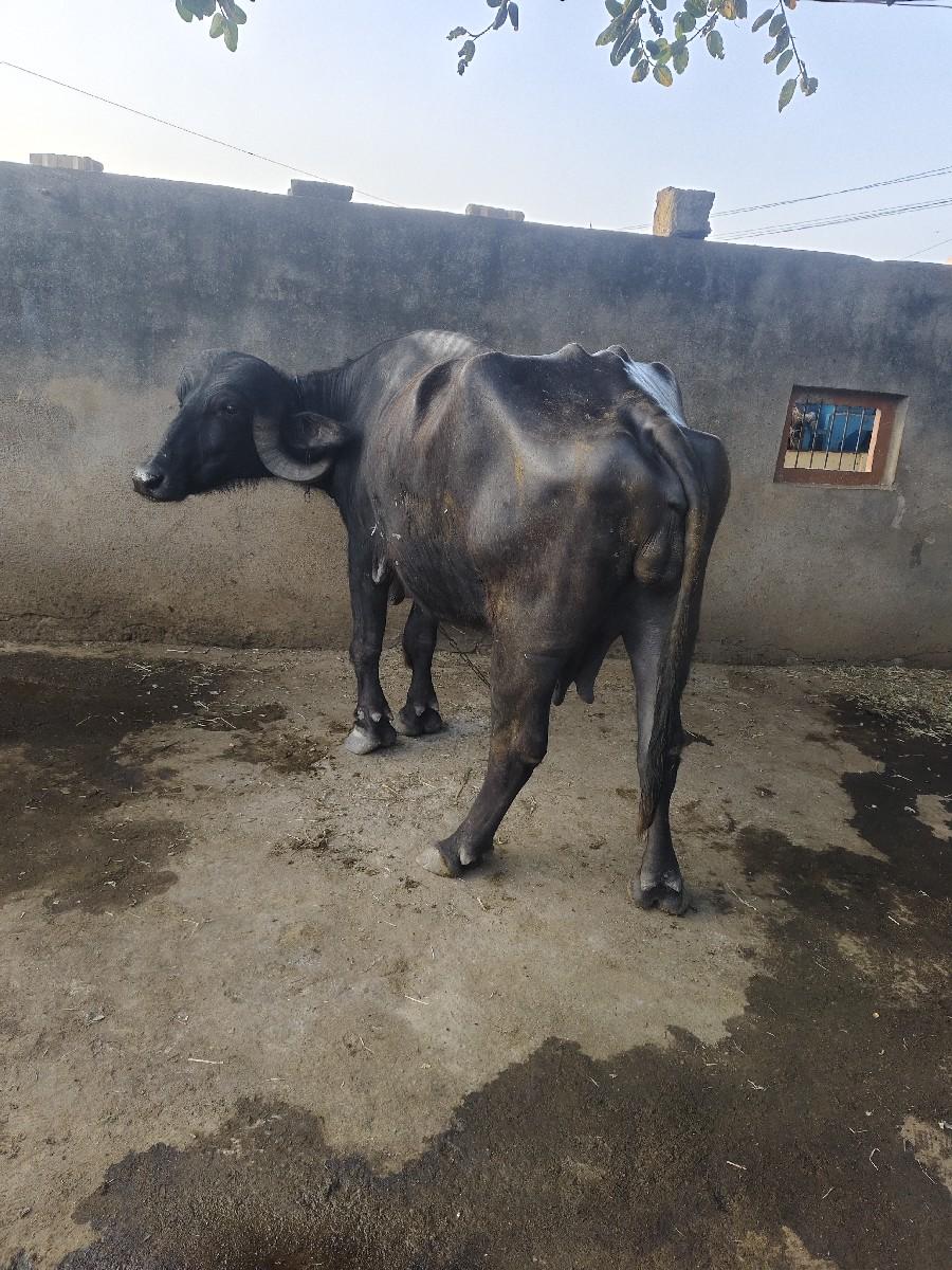 થંબનેલ 3