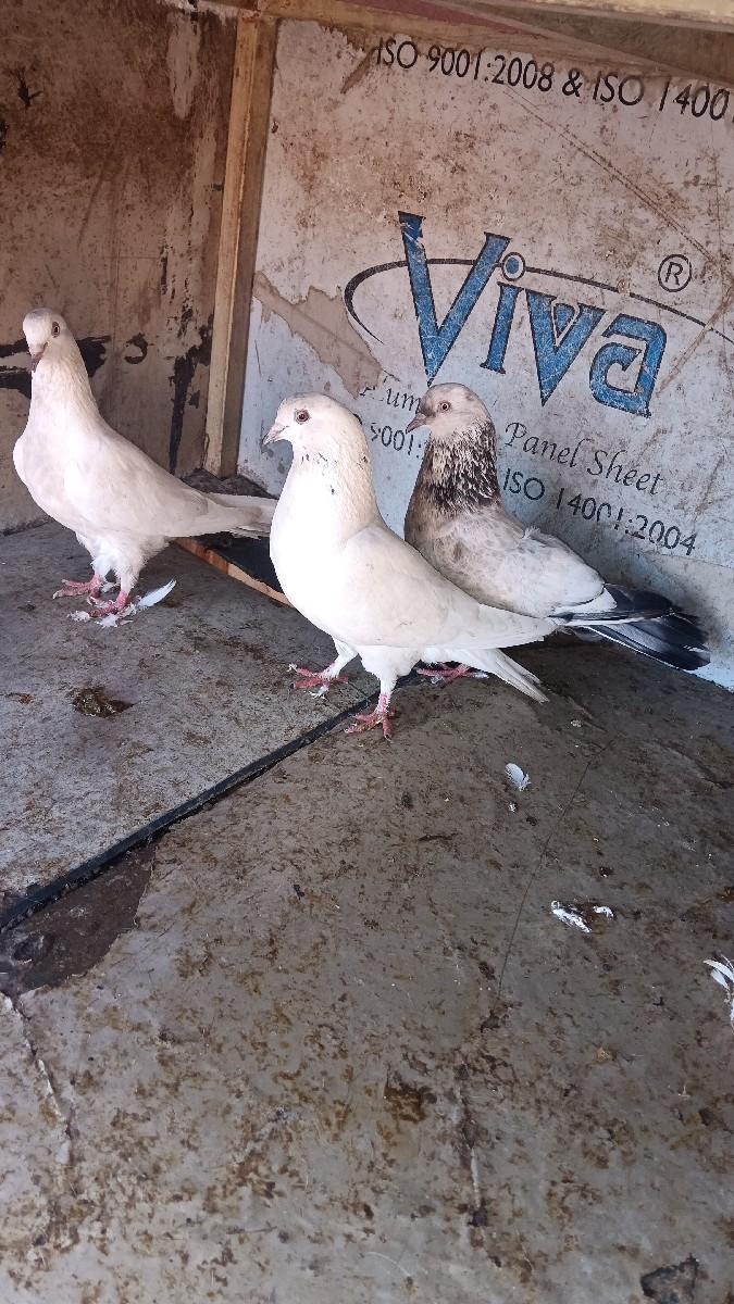 total 3 madi devani che  bhai