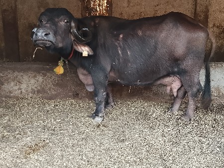 ભેસ વેચવા ની છે