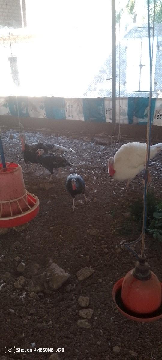 थंबनेल 2