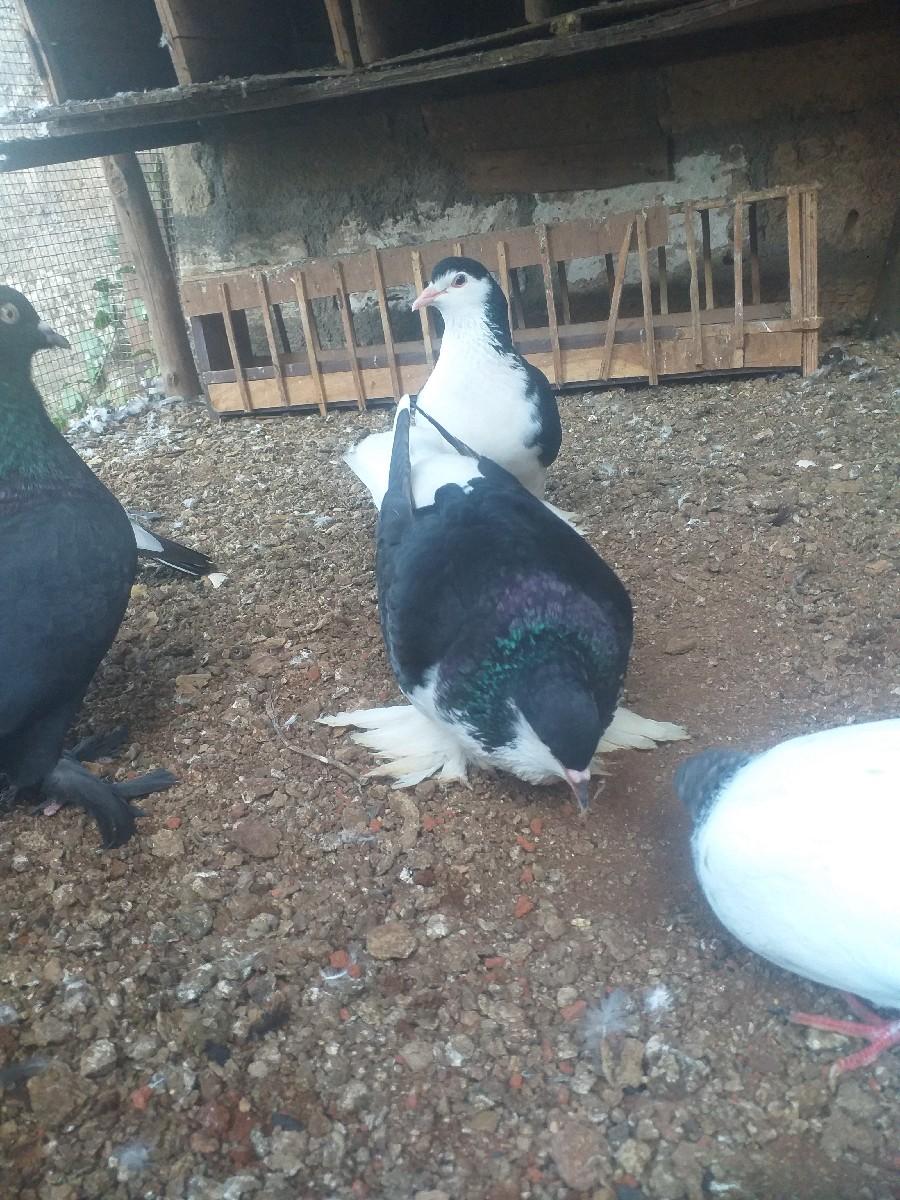 थंबनेल 3