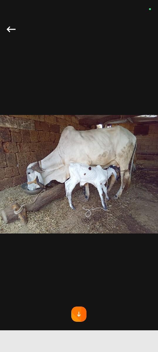 nilde gir gay palu vatar se