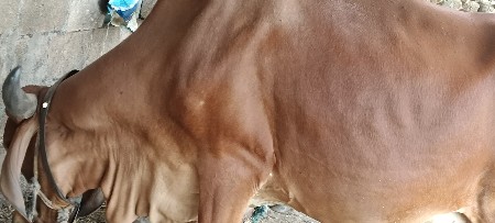ગાય ગાય વેચવાની છે