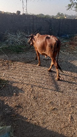 આ ગાય વેચવા માટે શે