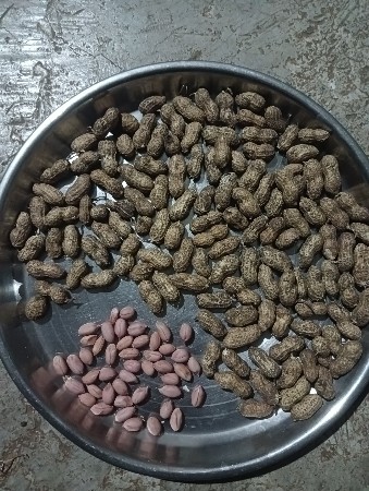 ગિરનાર 4 મગફળી વેચવાની છે