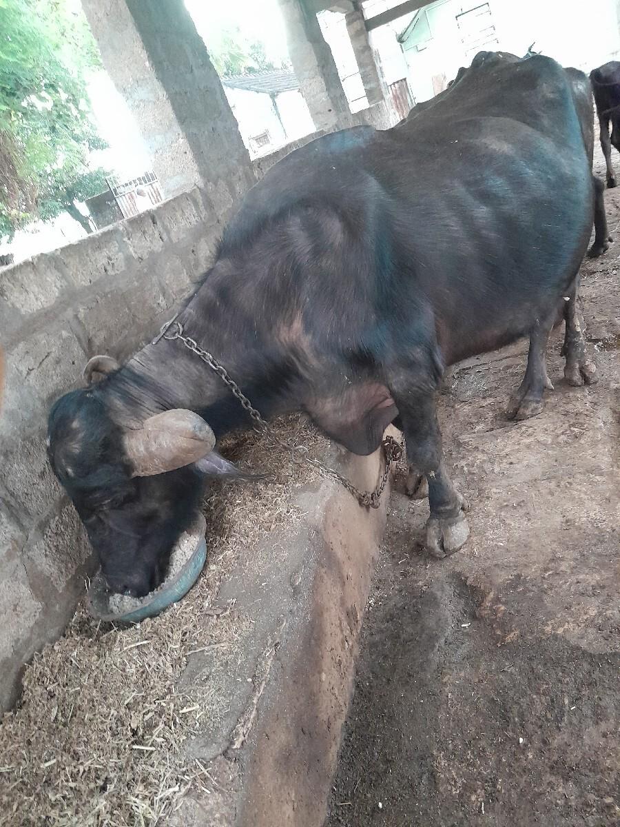 થંબનેલ 2