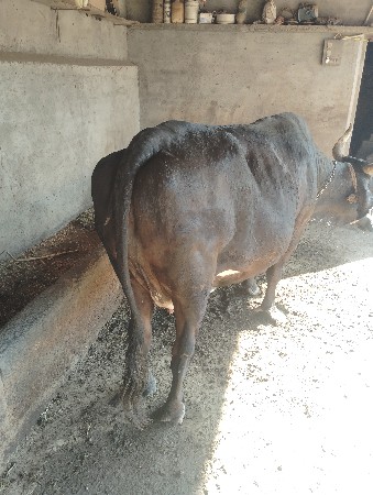 थंबनेल 3