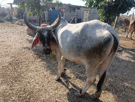 વડિયારી કચ ગાય વેચવી છે