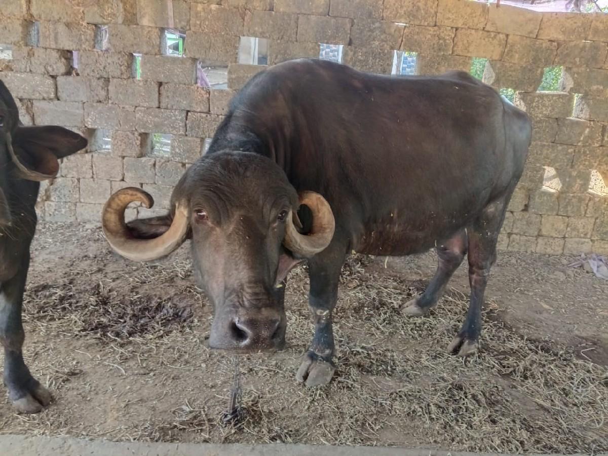 थंबनेल 2