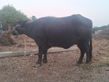 थंबनेल 2