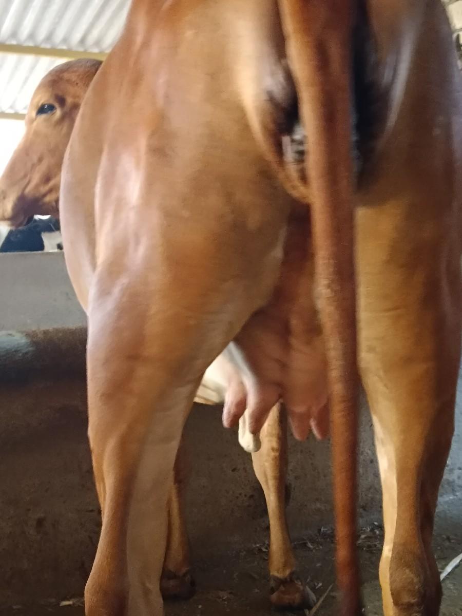 થંબનેલ 3