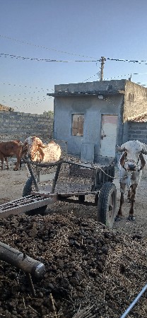 થંબનેલ 2