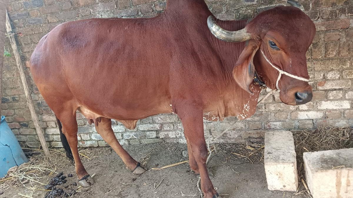 थंबनेल 2