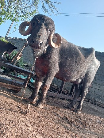 थंबनेल 2