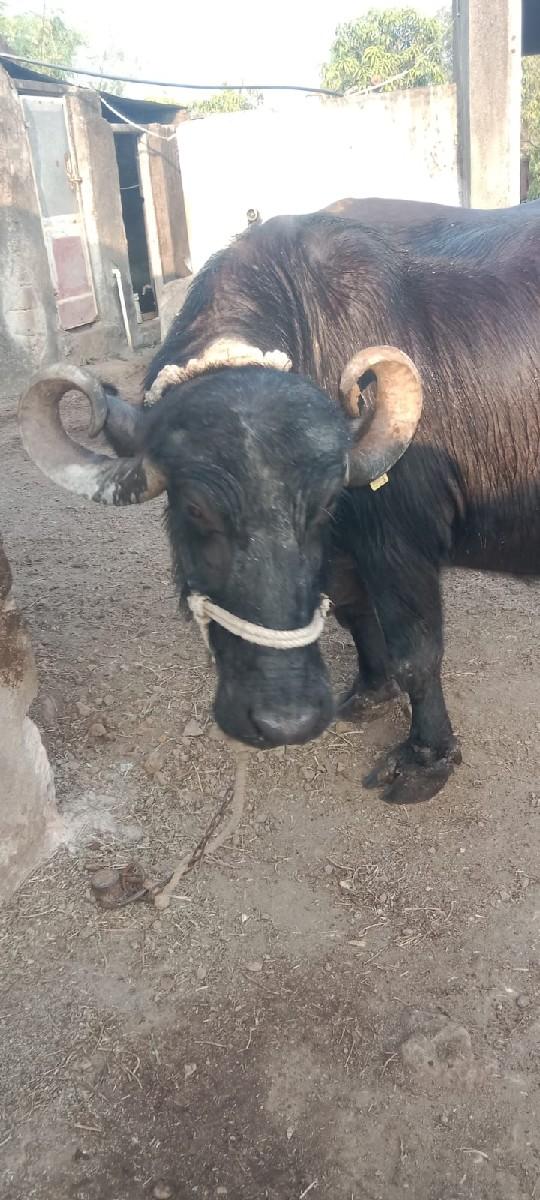 થંબનેલ 2