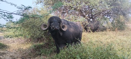 પાડો વેચવાનો છે 2 જો વાળો