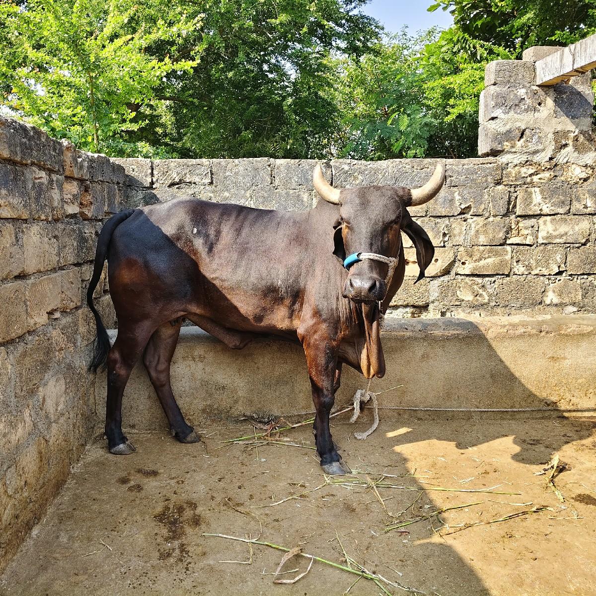 થંબનેલ 2