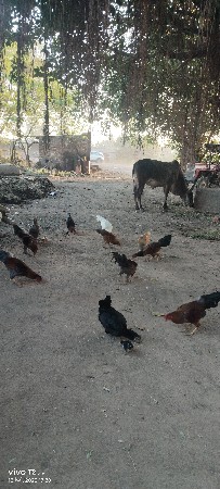 થંબનેલ 3