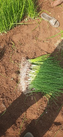 ડુંગરી નો રોપ લાલ પત્તી