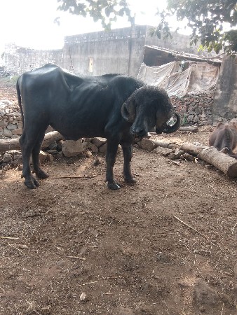 પાડો વેચવાનો છે