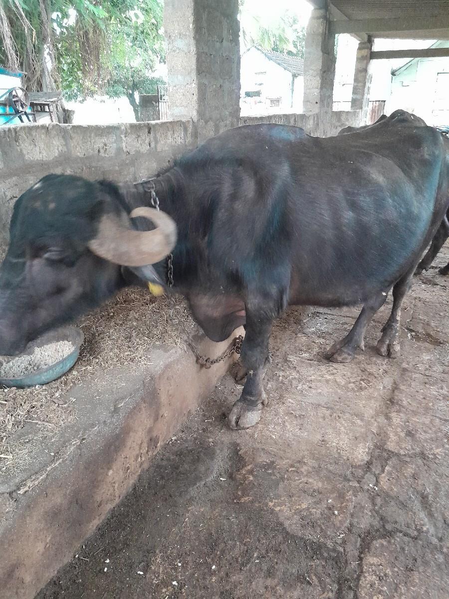 ભેસ વેચવાની છે