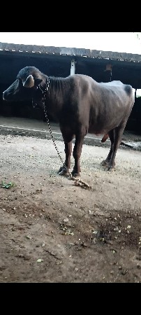 थंबनेल 3