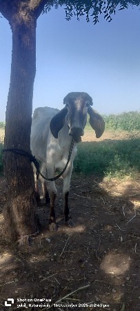 थंबनेल 3