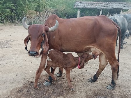ગીર ગાયુ