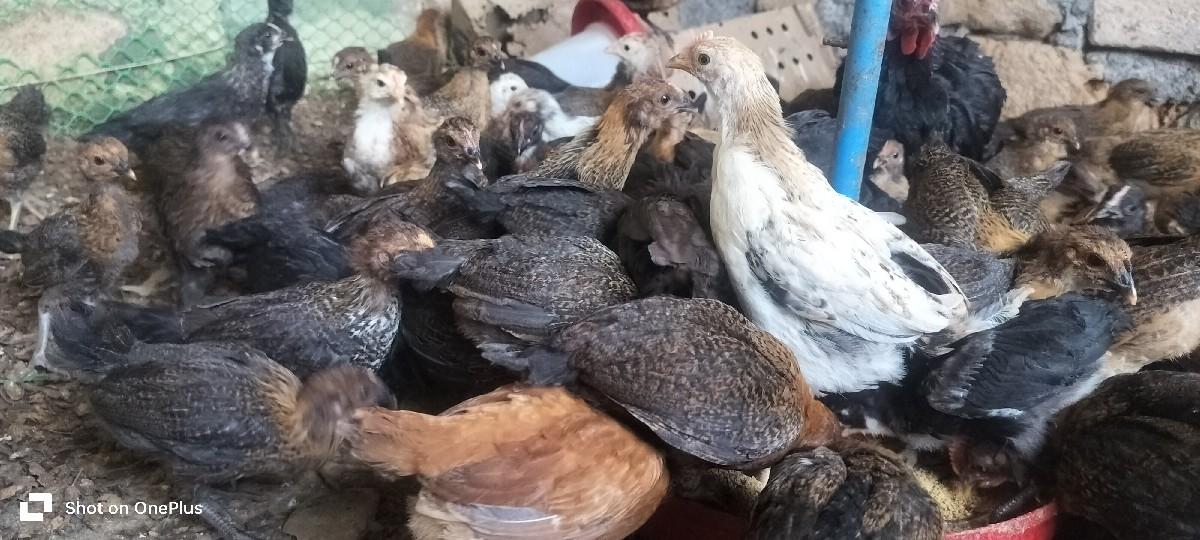 સોનાલી ચિકસ આપવા ના સે 1.5 મહિના સે