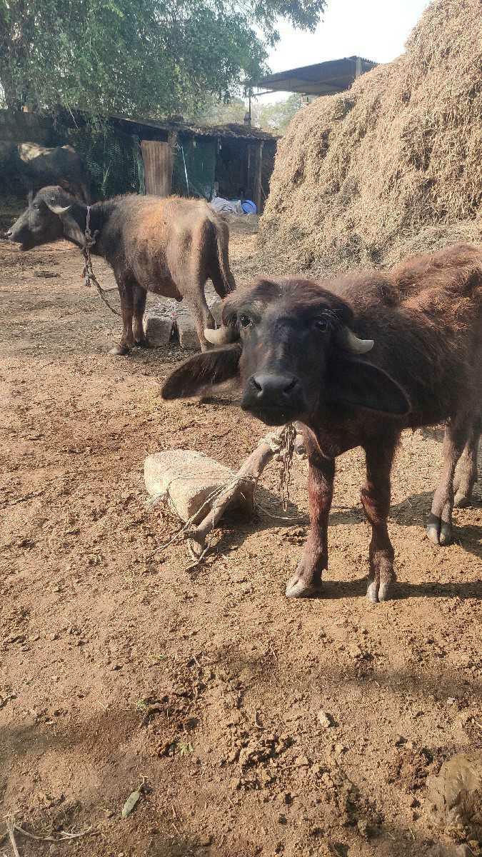 બેપાડીવેચવાનીછે