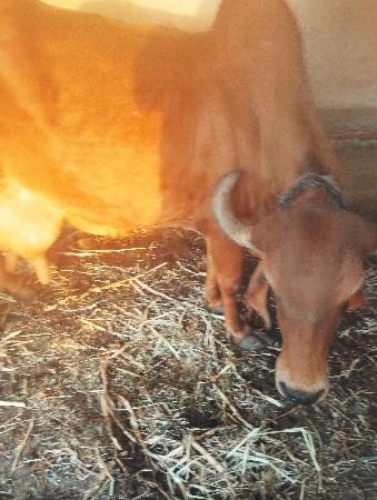 ગાય વેચવાની છે