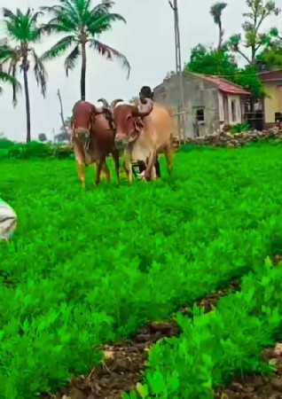 બળદ(6352133149