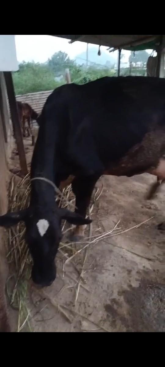 બીજું વેતર