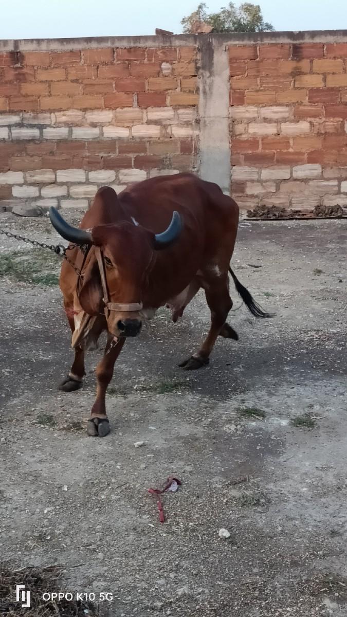 ગાય વેચવાની છે