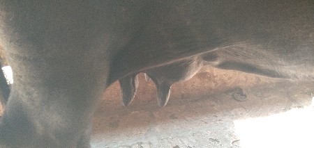 ભેંશ વેસવાની સે 3 વેંતર