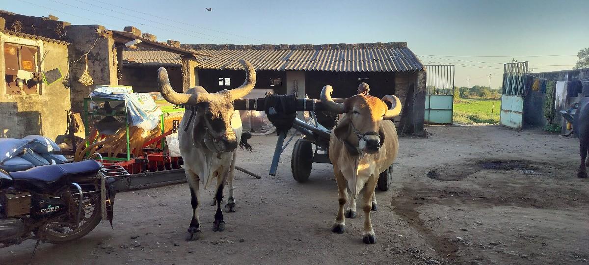 थंबनेल 2