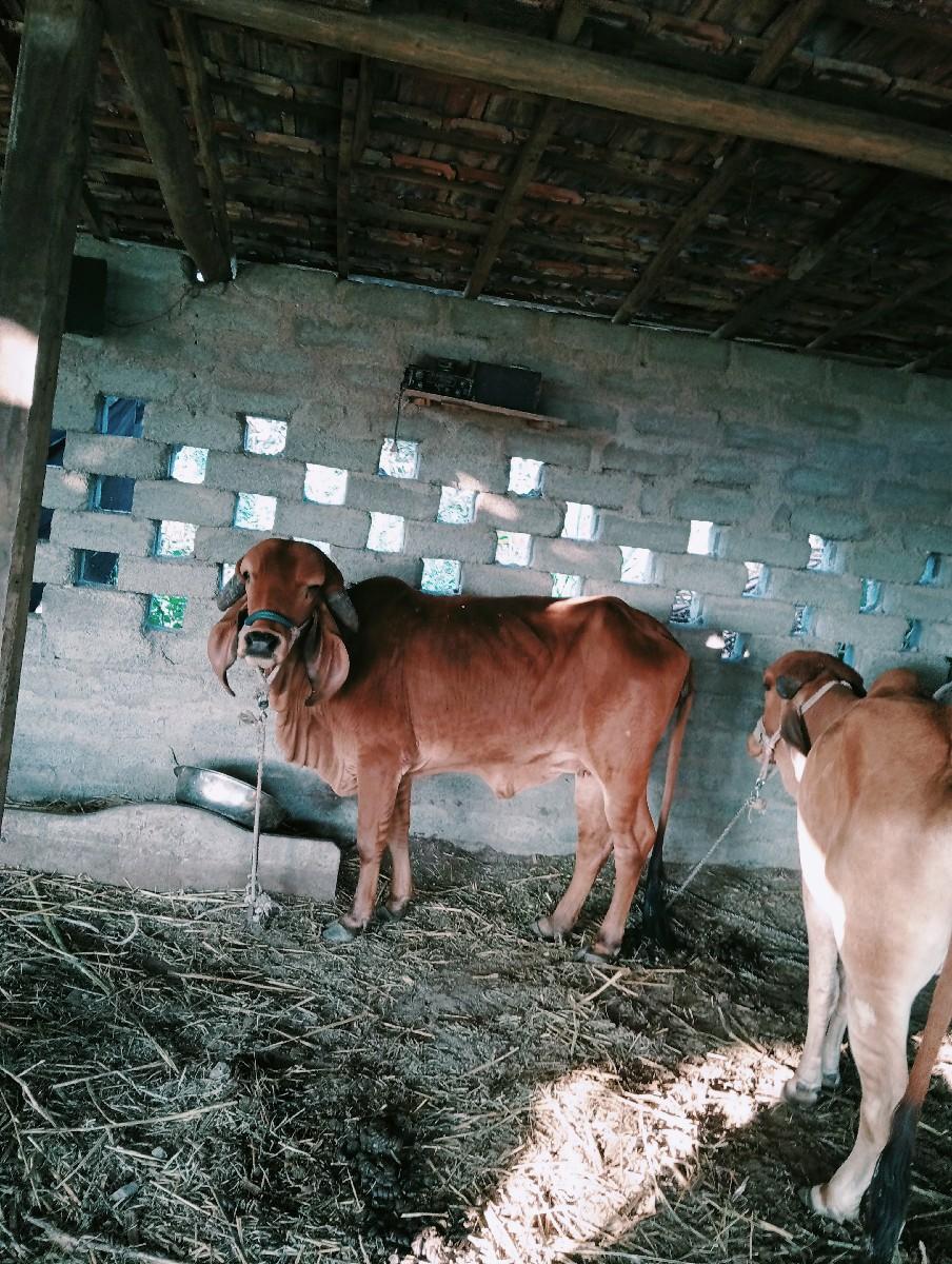 ઓરીજનલ ગીર ઓડકી આપવાની છે