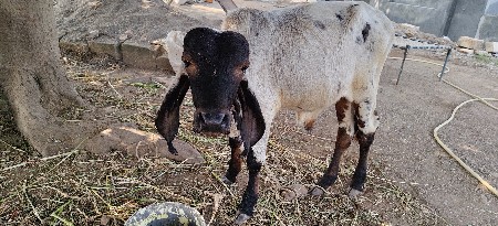 લીલડો વાછરો આપવાનો છે