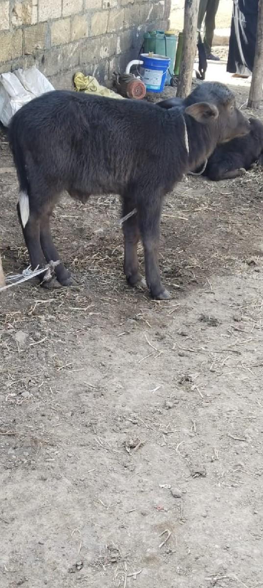 थंबनेल 3