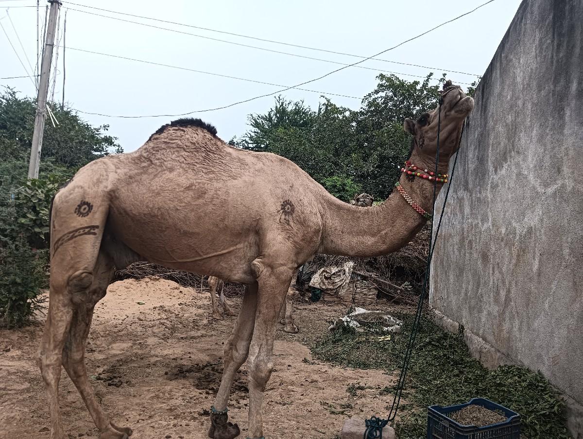 થંબનેલ 3