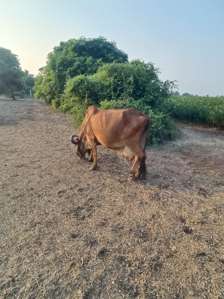 थंबनेल 2