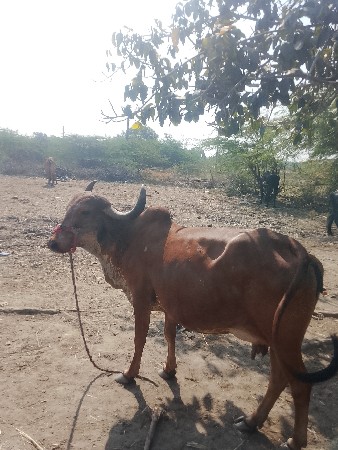 થંબનેલ 3