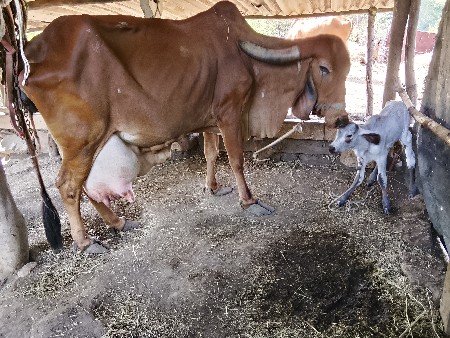 થંબનેલ 4